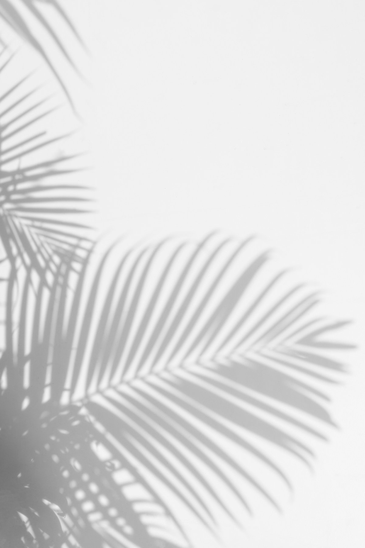 shadow palm leaves